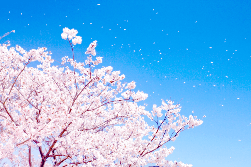 ブログはじたので、ご挨拶！